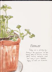 parsley2