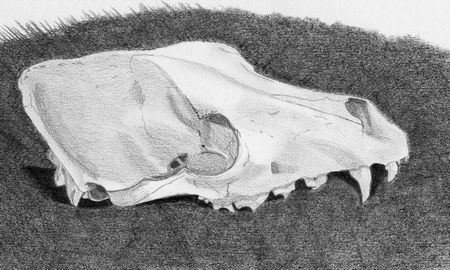 Fox skull