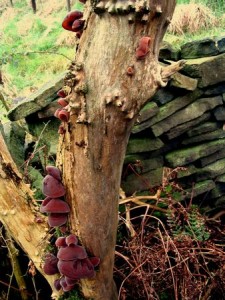 fungal growth on a tree